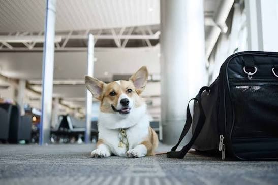 Dịch Vụ Gửi Chó Từ Hà Nội Vào Sài Gòn - Pet Đi Xe
