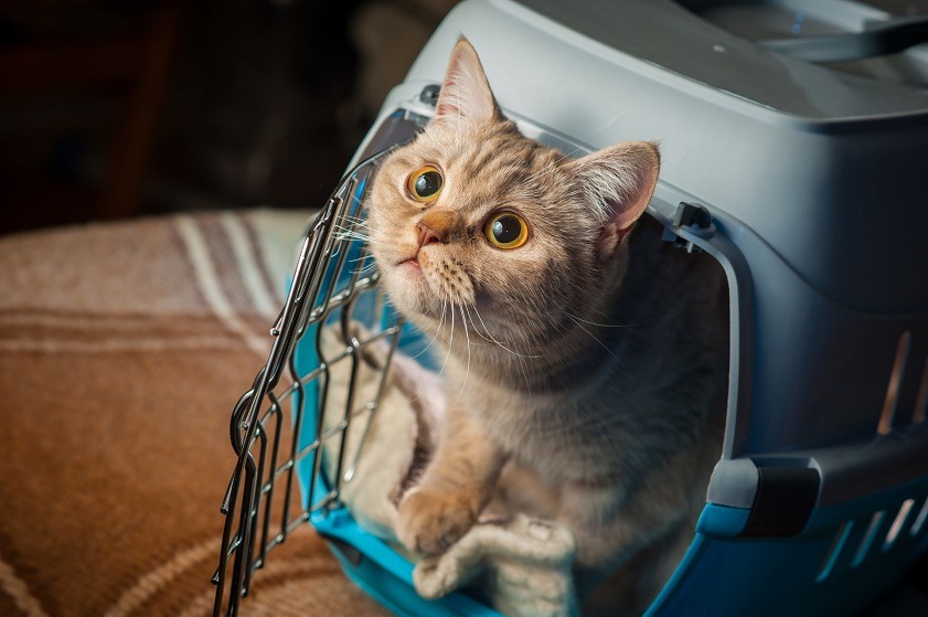 Dịch Vụ Gửi Chó Từ Hà Nội Vào Sài Gòn - Pet Đi Xe